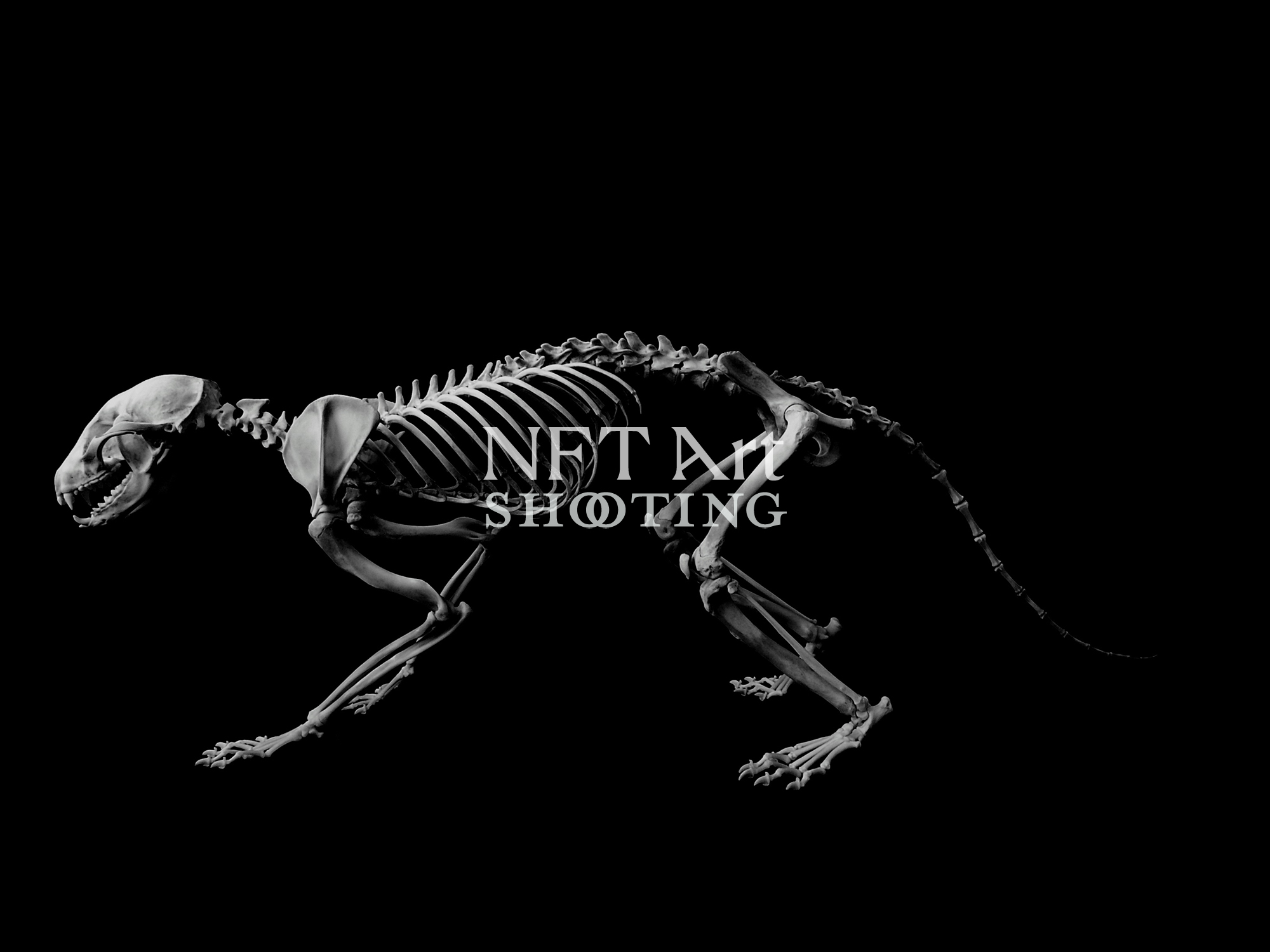 Eiji Yuzawa 湯沢 英治[-REAL BONES- Raccoon Skeleton アライグマ